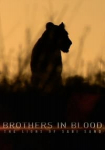 Brothers in Blood: The Lions of Sabi Sand